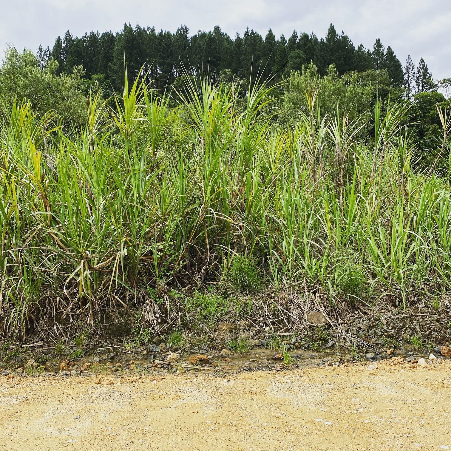 Cachaça Education, Part 2: Processing Sugarcane