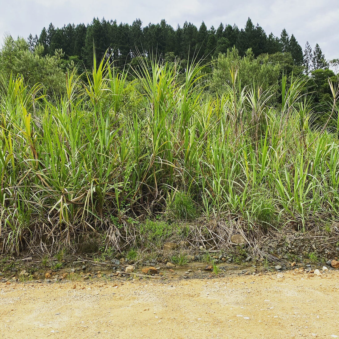 School 1: Sugarcane