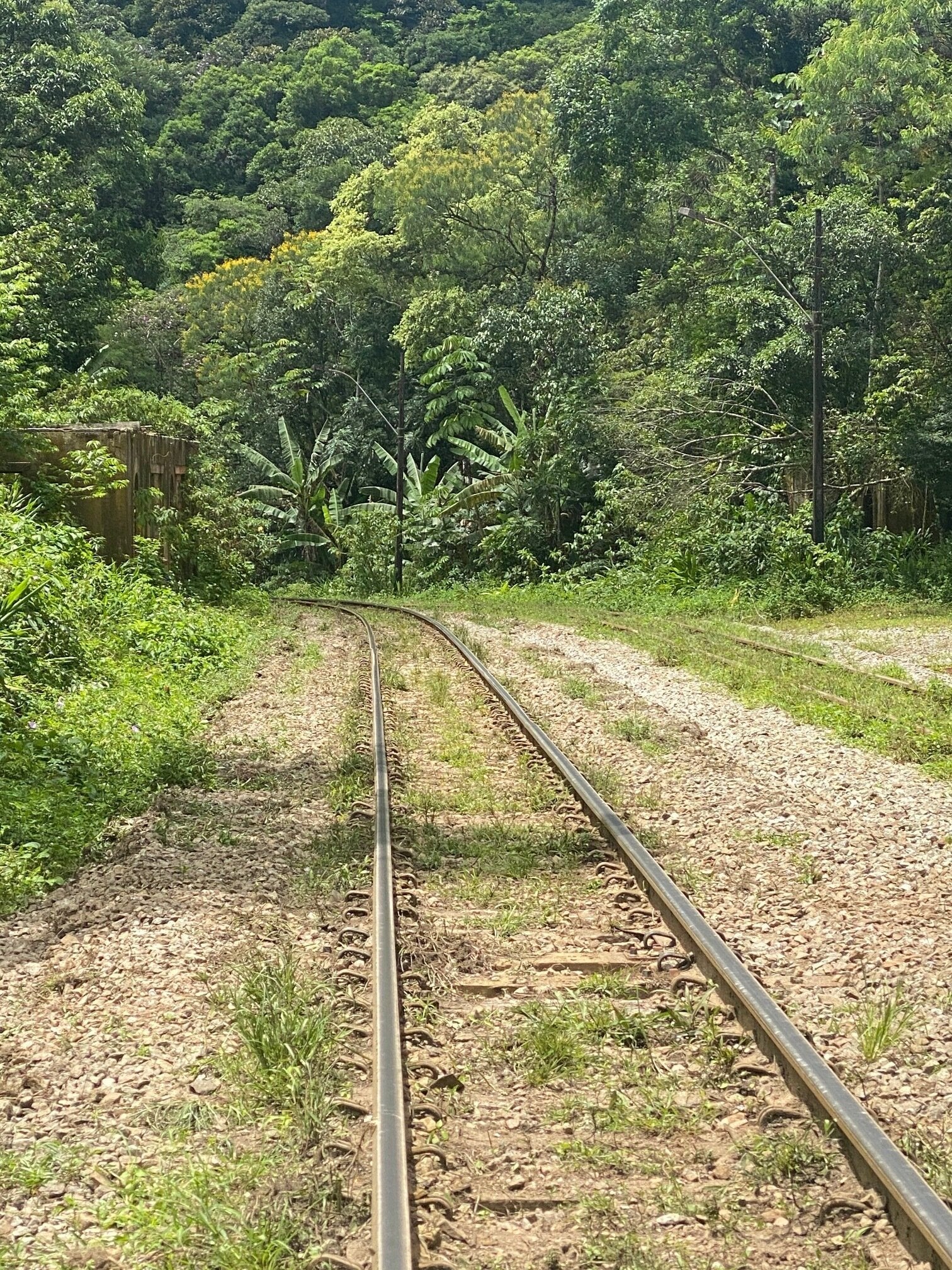 Five Hundred Years of Cachaça