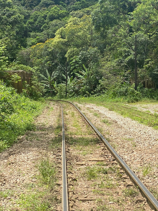 Five Hundred Years of Cachaça