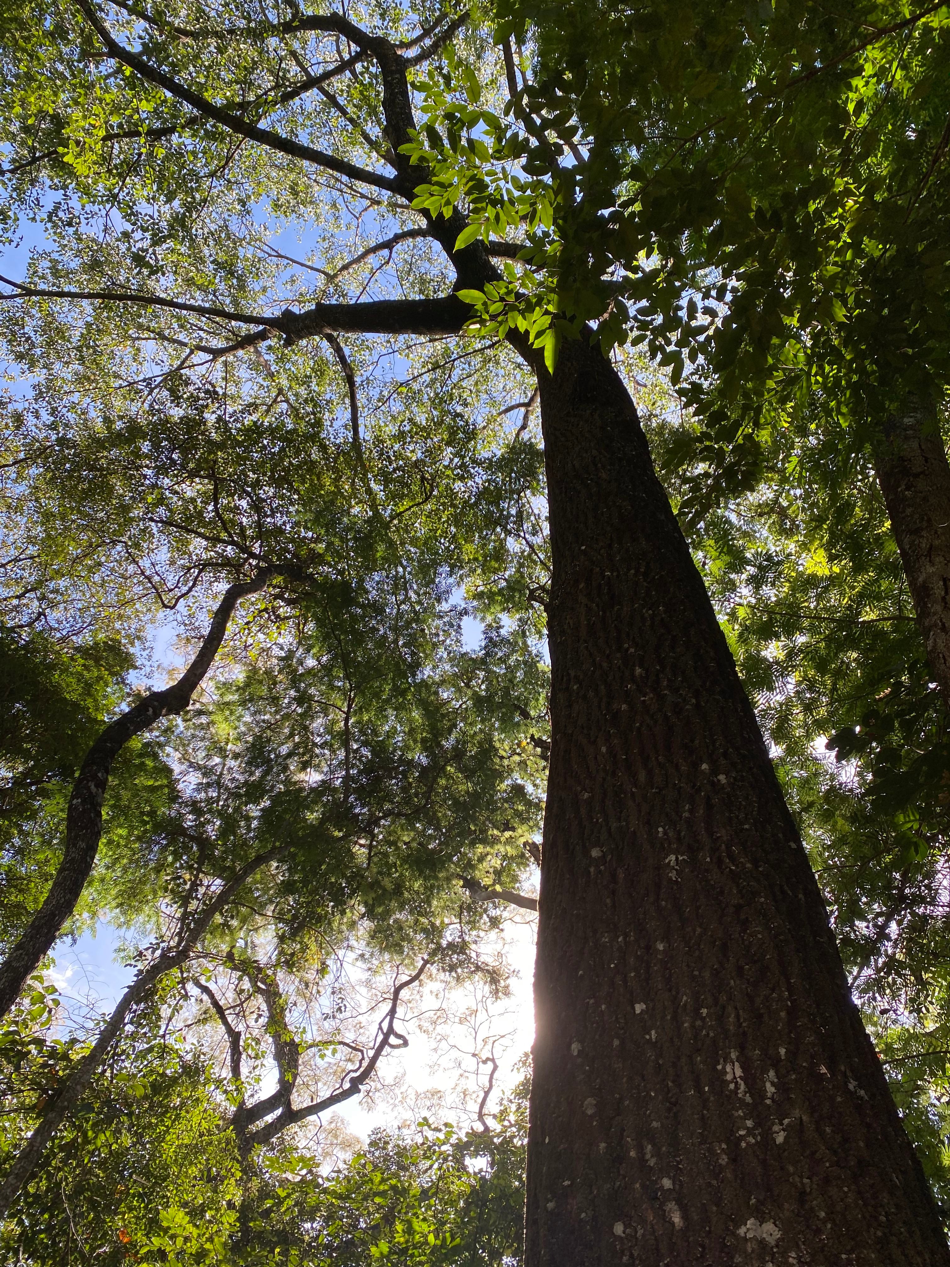 Jequitibá, a Magnificent Tropical Wood, Ideal for Aging Cachaça